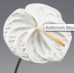Anthirium Blanc (branche) 