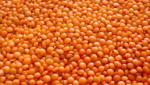 Lentilles rouges 